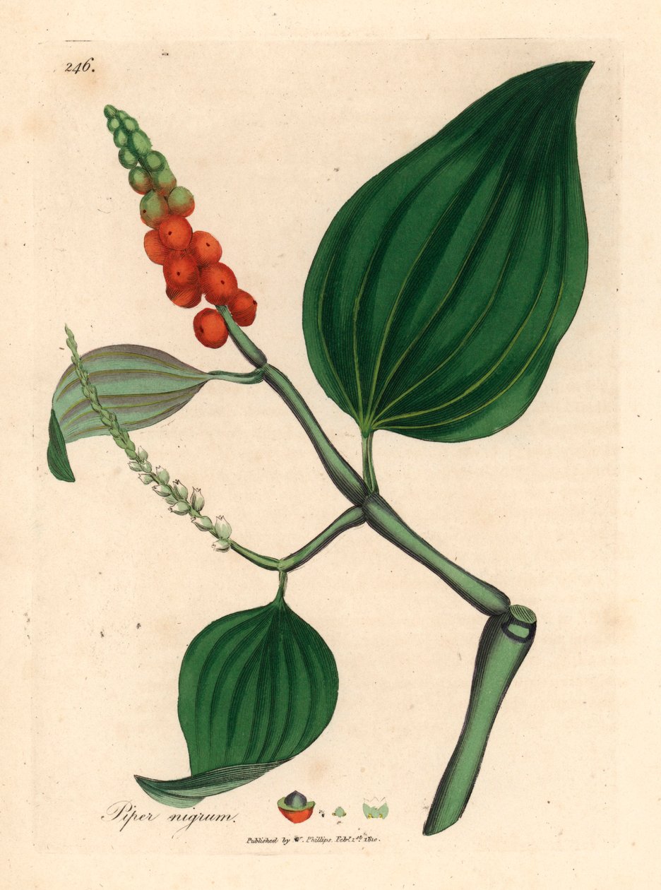 Karabiber, Piper nigrum, William Woodville
