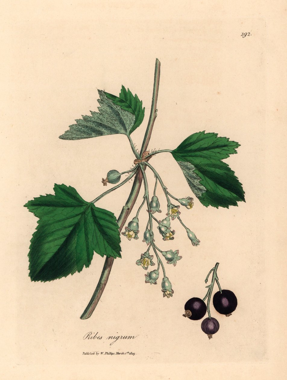 Siyah frenk üzümü ağacı, Ribes nigrum, William Woodville