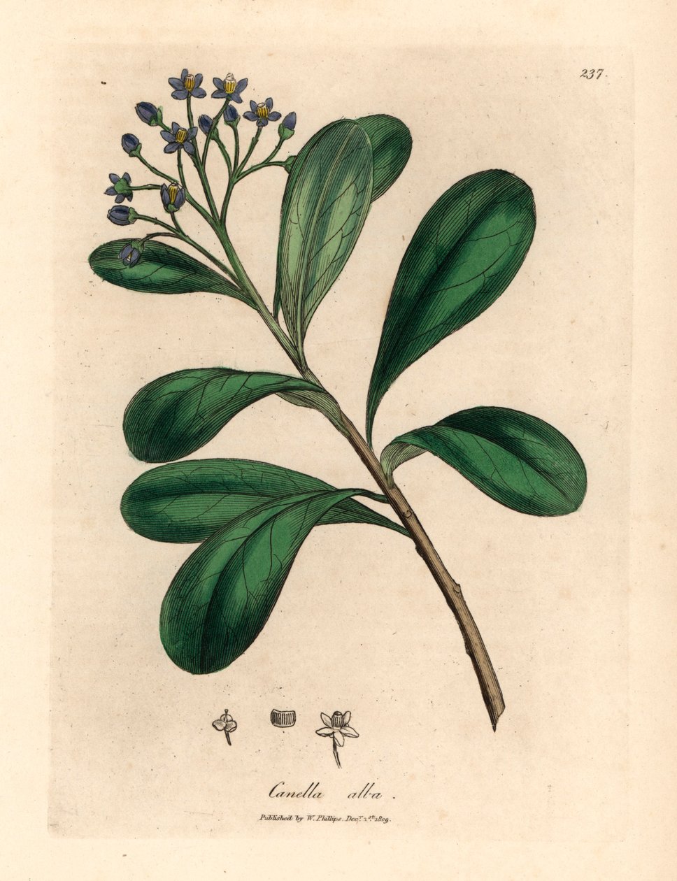 Mavi çiçekli, defne yapraklı kanella, Canella alba, Canella winterana, William Woodville