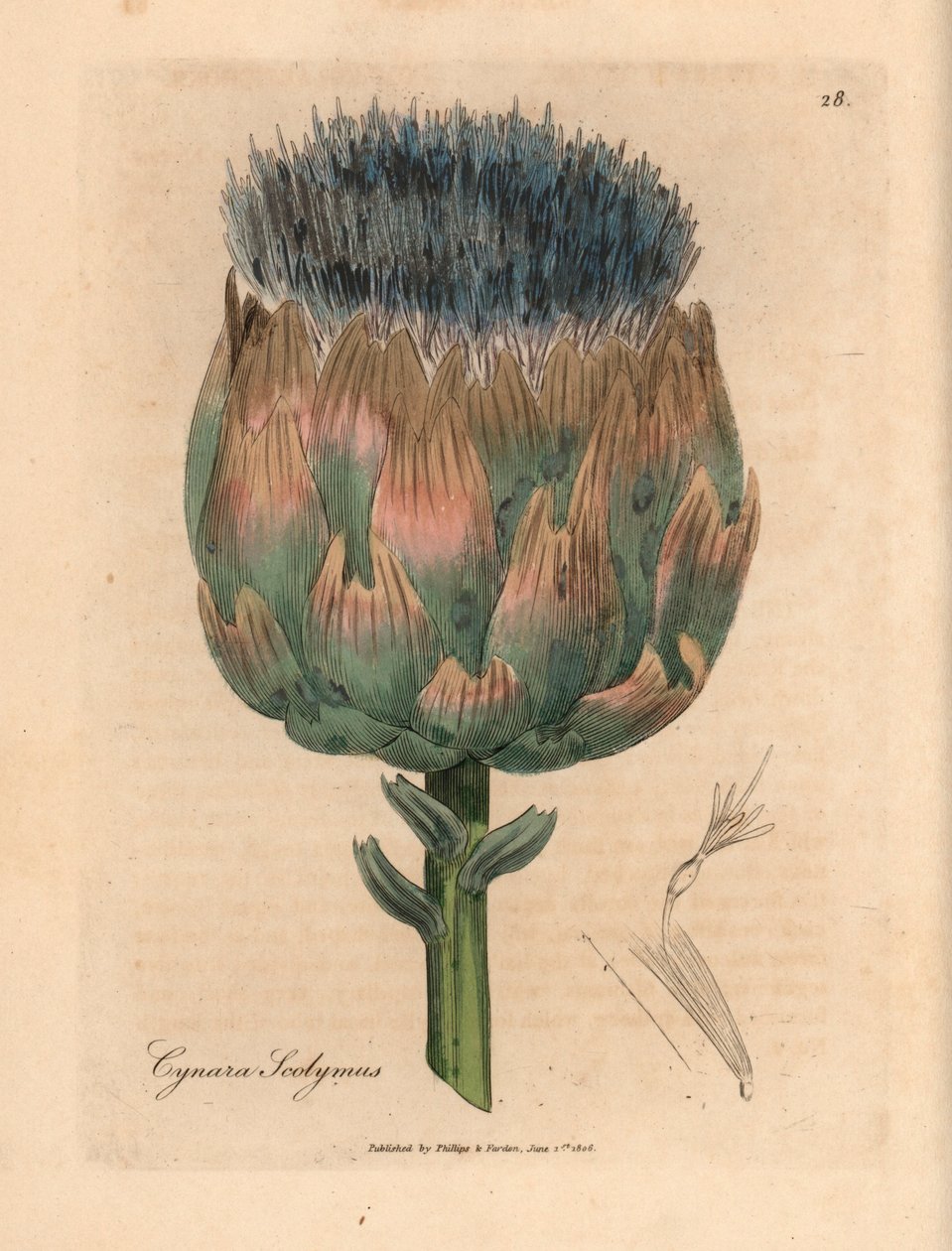 Mavi ve mor çiçekli enginar, Cynara scolymus, William Woodville