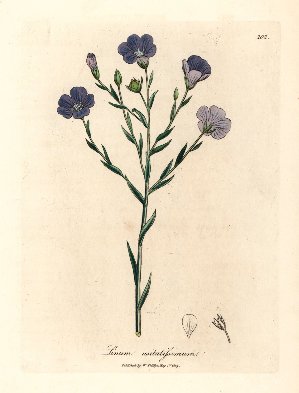 Mavi çiçekli keten, Linum usitatissimum, William Woodville