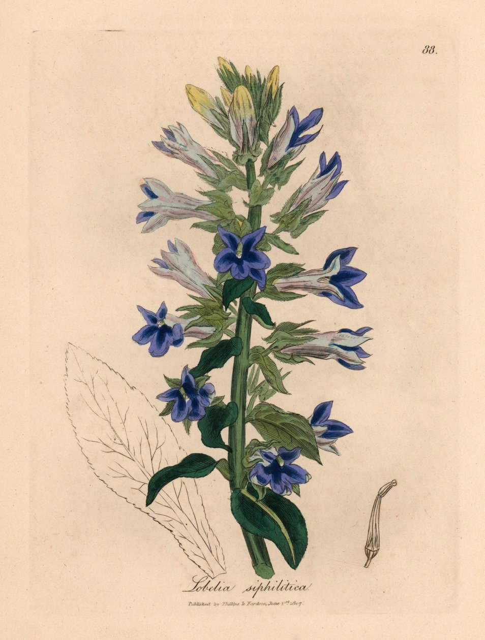 Mavi çiçekli lobelia veya kardinal çiçek, Lobelia siphilitica, William Woodville