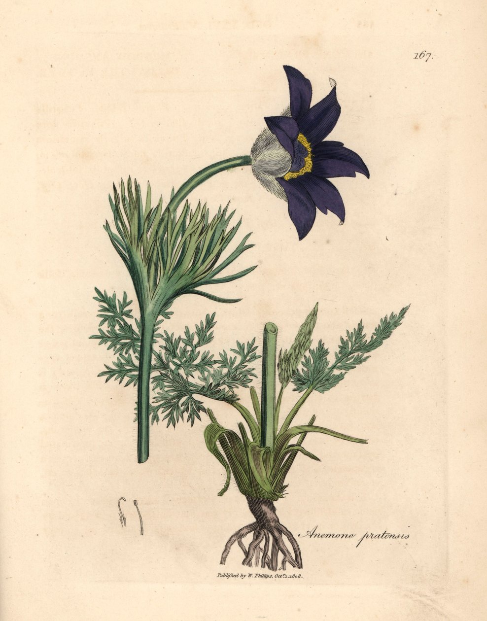 Mavi çiçekli çayır anemon veya pasque çiçek, Anemone pratensis, William Woodville