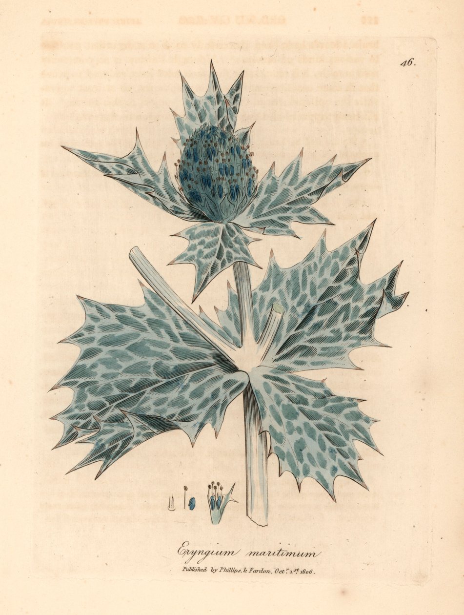 Mavi çiçekli deniz kutsal veya eryngo, Eryngium maritinum, William Woodville