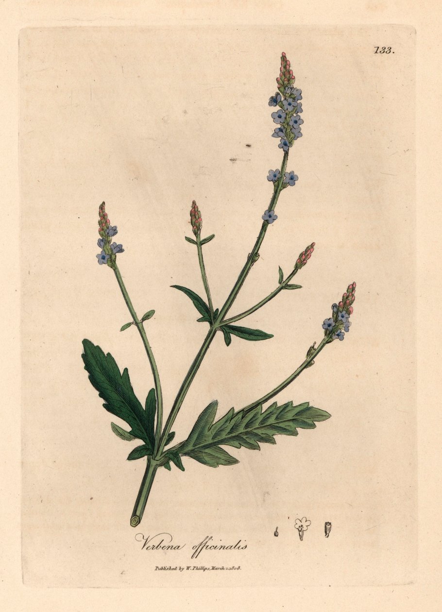 Mavi çiçekli mine çiçeği, Verbena officinalis, William Woodville