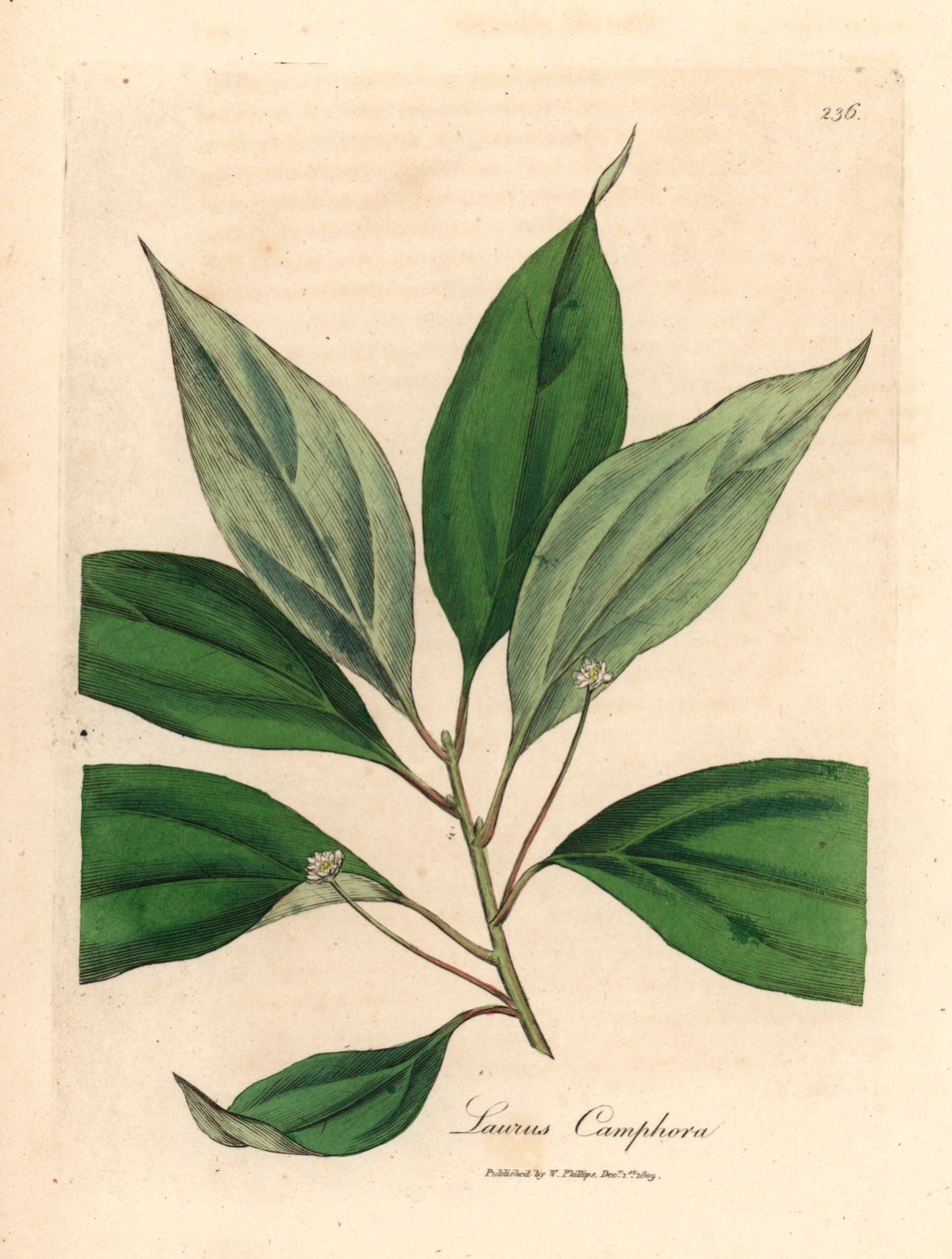 Kafur ağacı, Laurus camphora, William Woodville