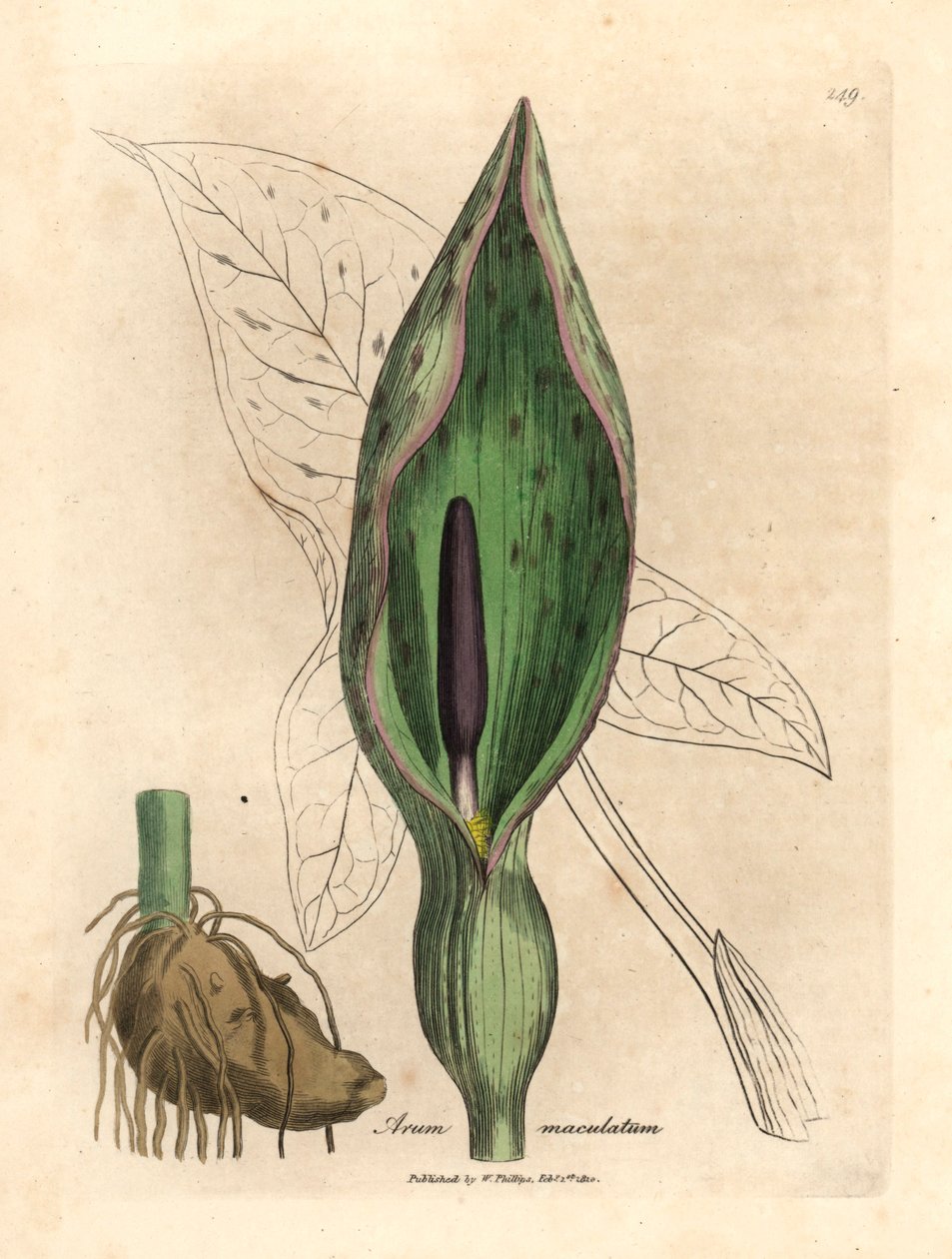 Ortak arum, Arum maculatum, William Woodville