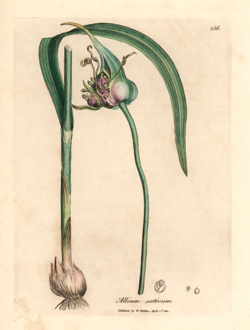 Yaygın ekili sarımsak, Allium sativum, William Woodville