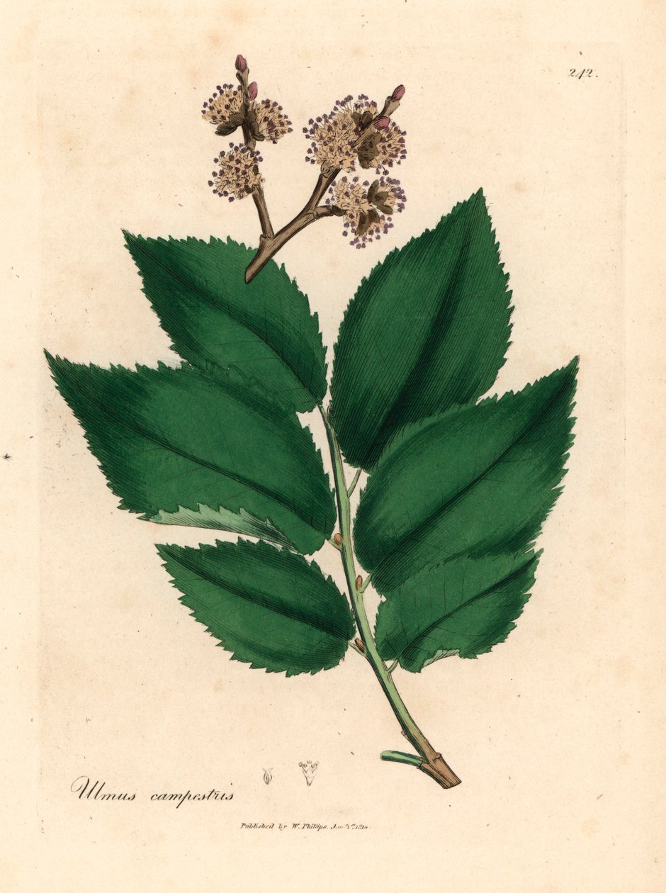 Ortak karaağaç, Ulmus campestris, William Woodville