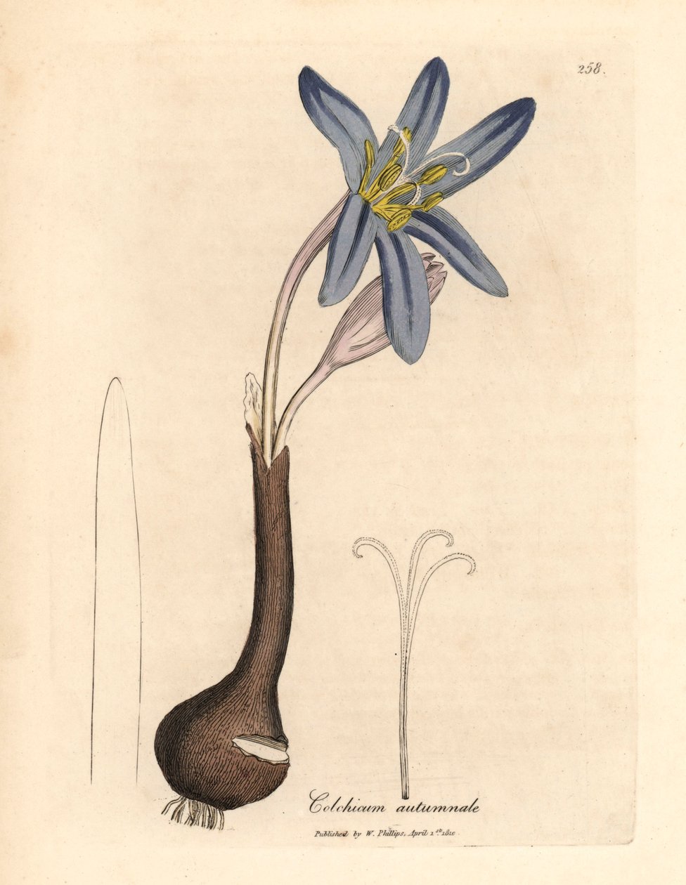 Ortak çayır safranı, Colchicum Autumnale, William Woodville