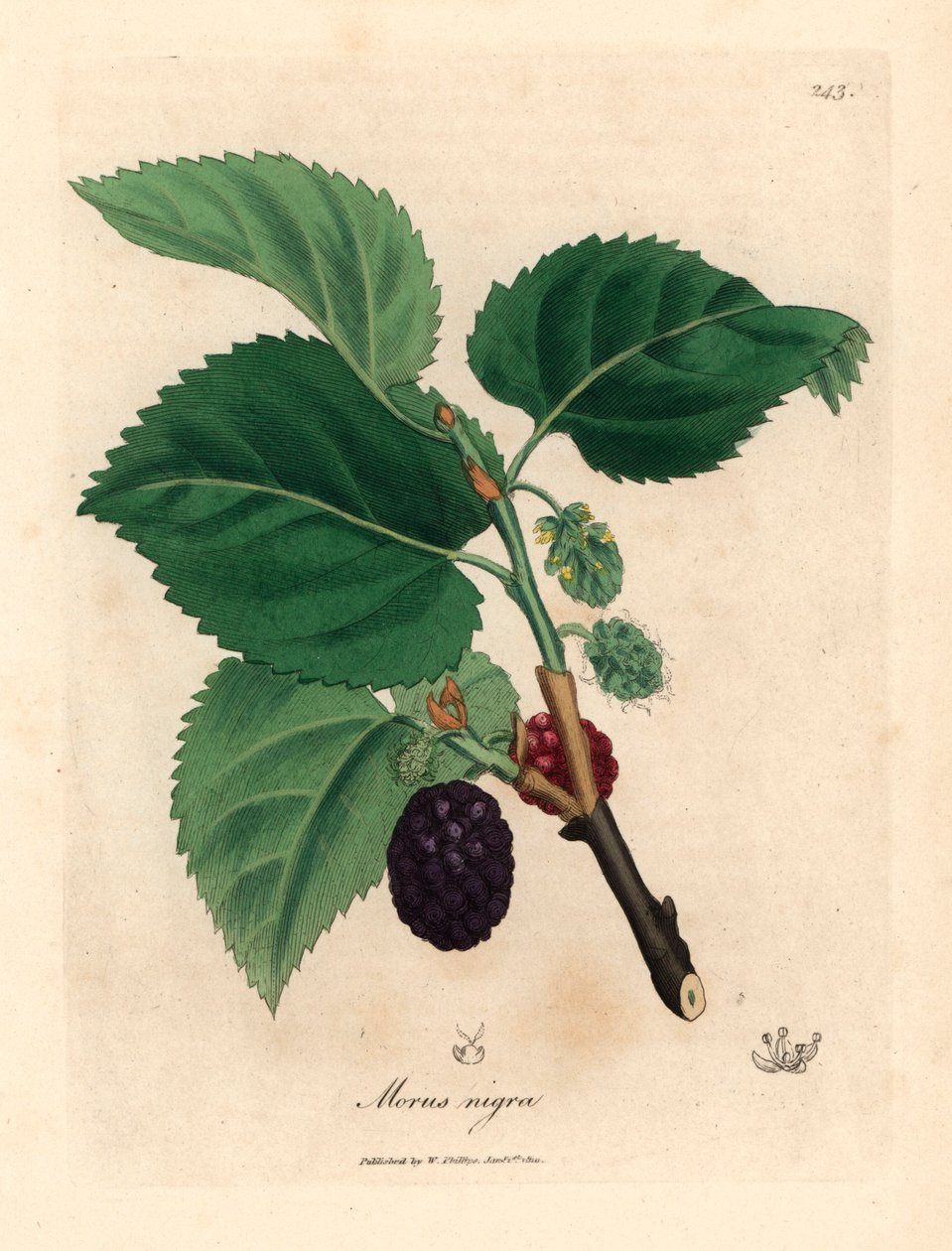 Ortak dut ağacı, Morus nigra, William Woodville