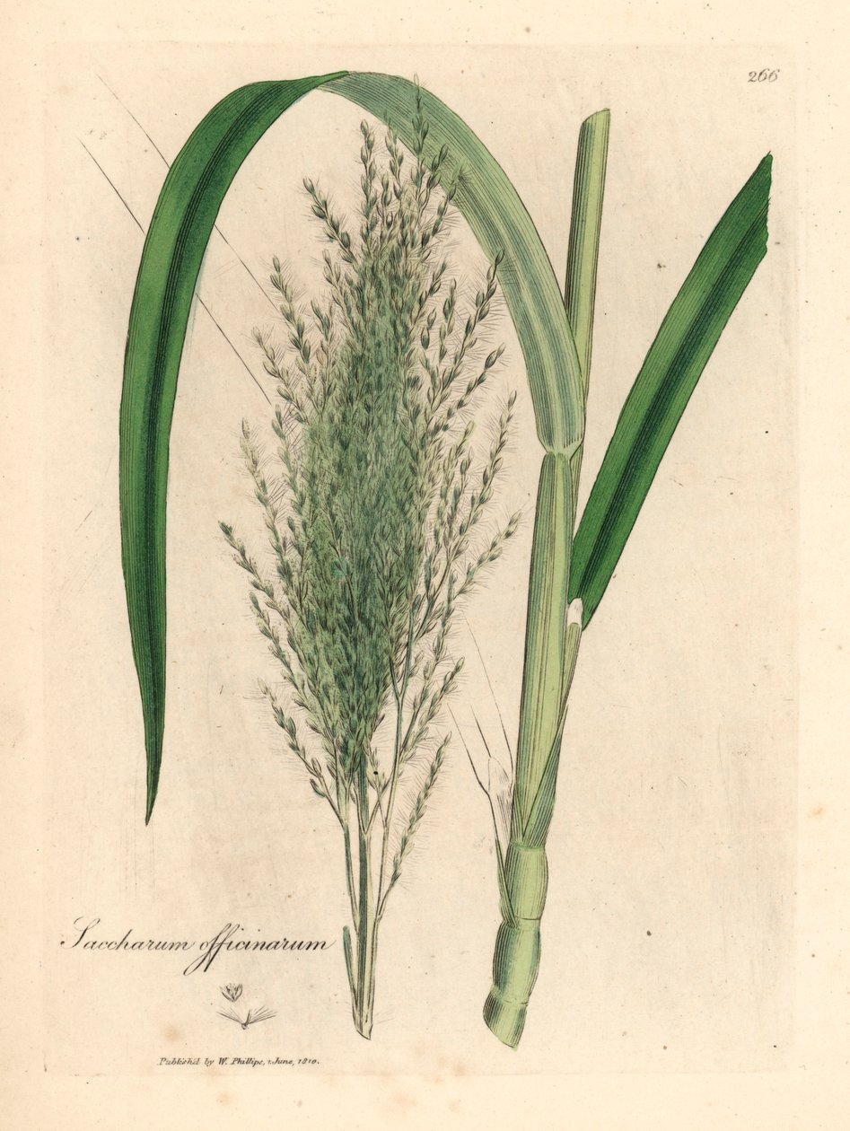 Ortak şeker kamışı, Saccharum officinarum, William Woodville'den James Sowerby ve Sir William Jackson Hooker'ın "Tıbbi Botanik" 1832 (el renkli bakır levha gravürü) tarafından yapılan botanik bir illüstrasyondan by James (after) Sowerby
