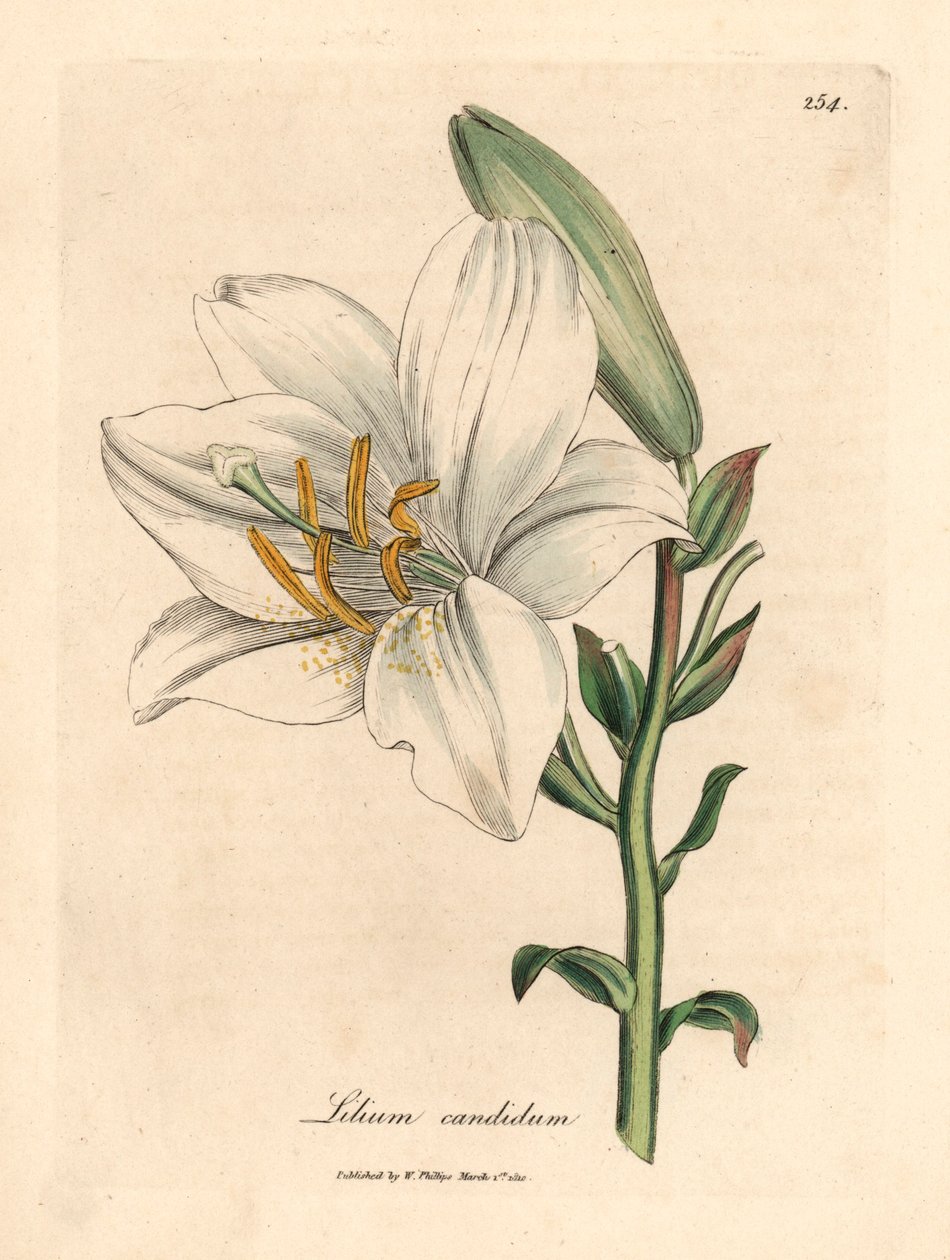 Ortak beyaz zambak, Lilium candidum, William Woodville