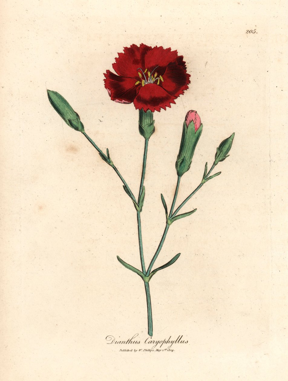 Kızıl karanfil, karanfil pembesi, Dianthus caryophyllus, William Woodville