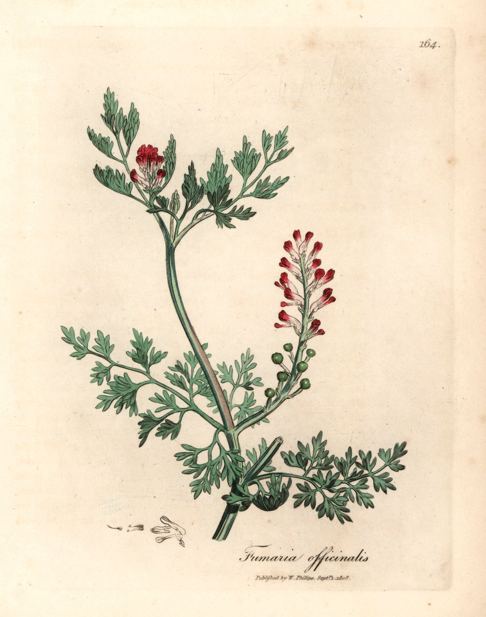 Kızıl çiçekli fumitory, Fumaria officinalis, William Woodville