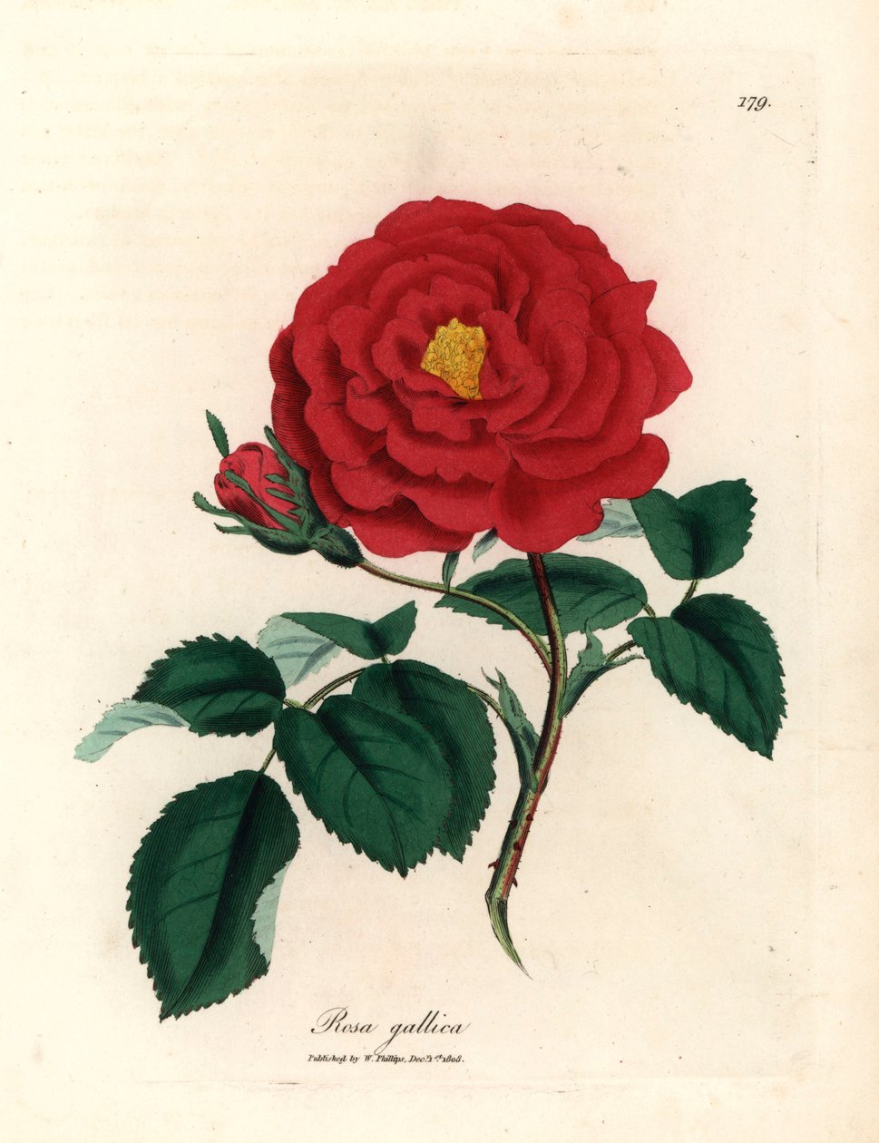 Kızıl resmi gül, Rosa gallica, William Woodville
