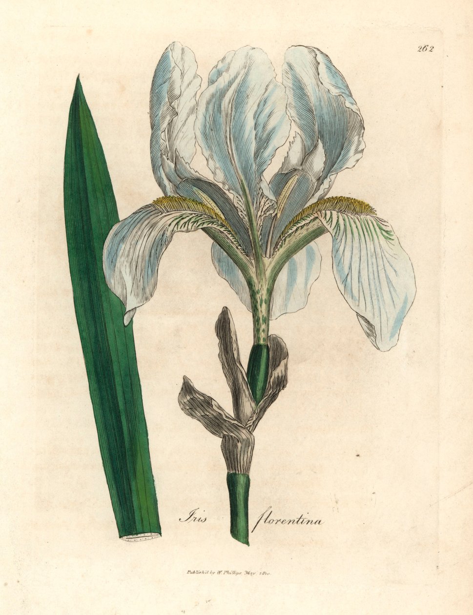 Floransalı iris, Iris florentina, William Woodville
