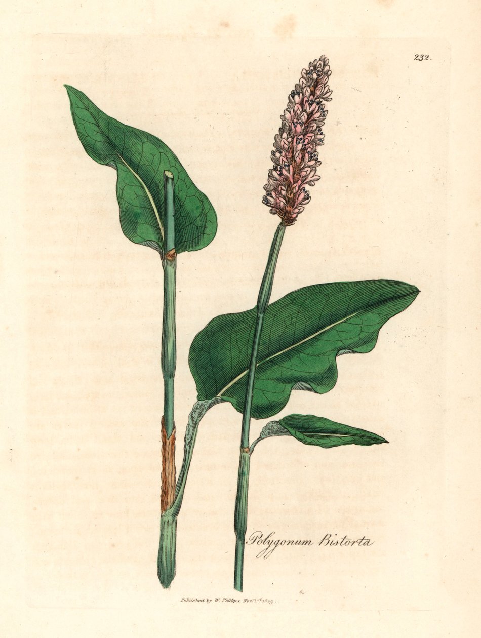 Büyük bistort, Polygonum bistorta, William Woodville