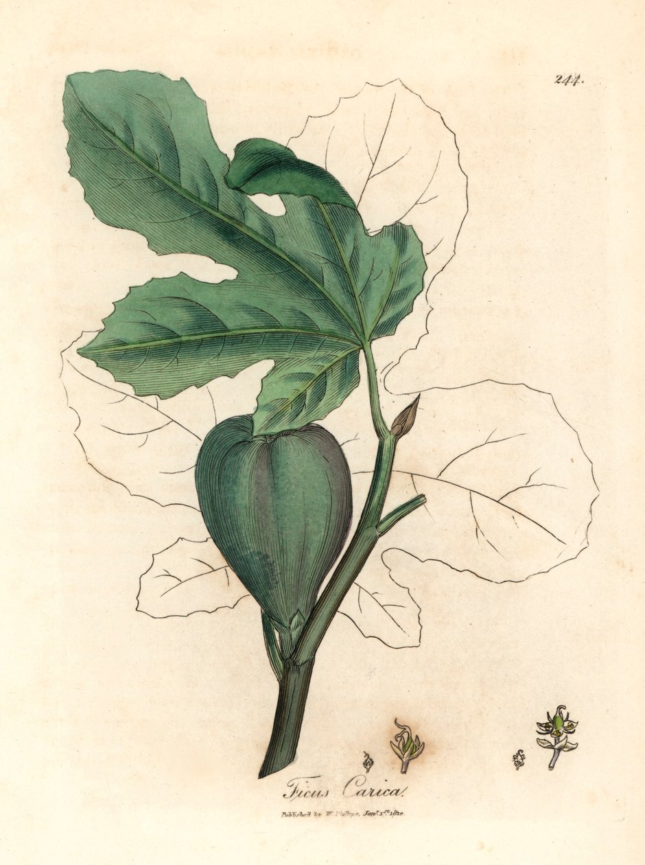 Yeşil incir, meyve, yapraklar, yaprak anahatları, Ficus carica, William Woodville