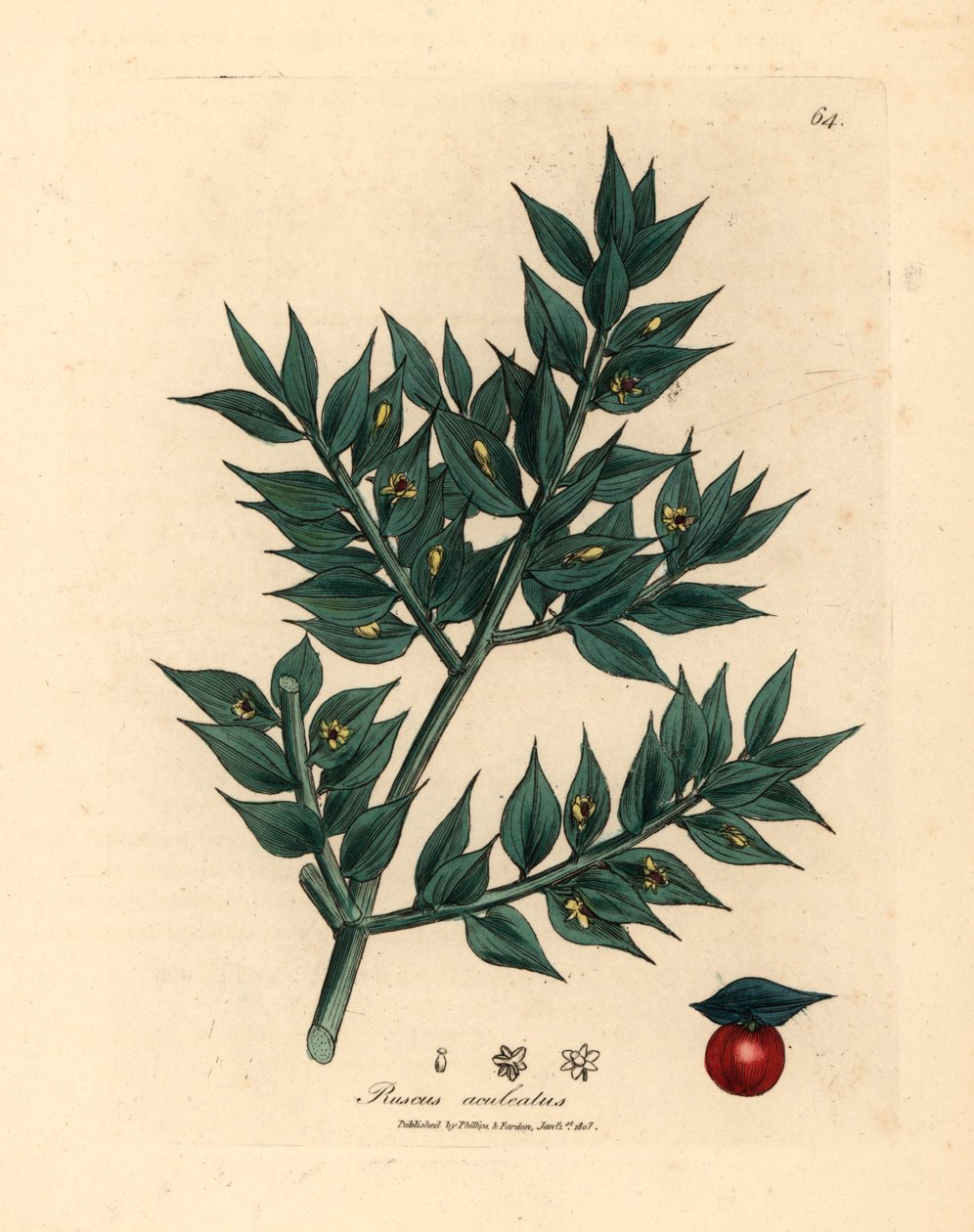 Yeşil çiçekli kasap süpürgesi, Ruscus aculeatus, William Woodville