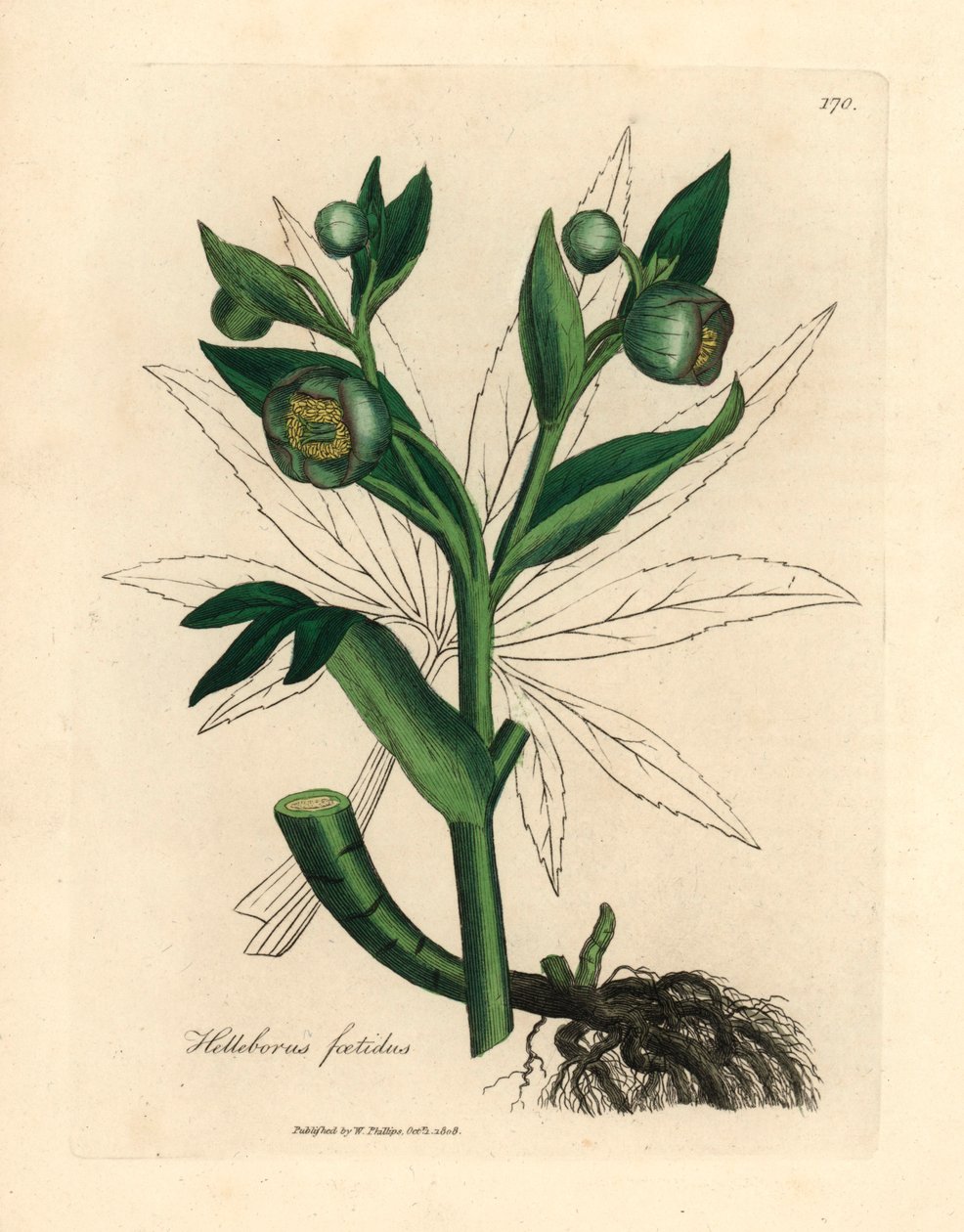 Yeşil çiçekli pis kokulu hellebore veya ayı ayağı, Helleborus foetidus, William Woodville