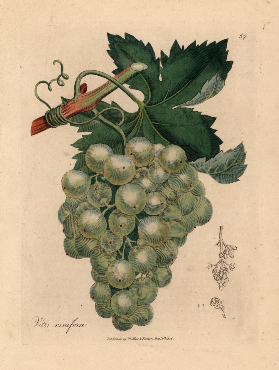 Yeşil üzüm, asma ve yapraklar, Vitis vinifera, William Woodville