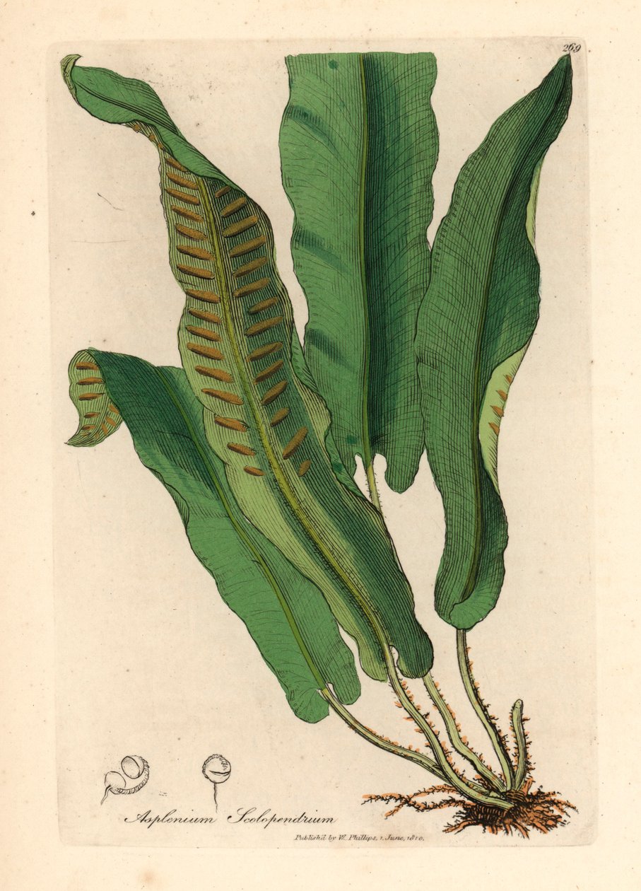 Harts-dil eğreltiotu, Asplenium scolopendrium, William Woodville