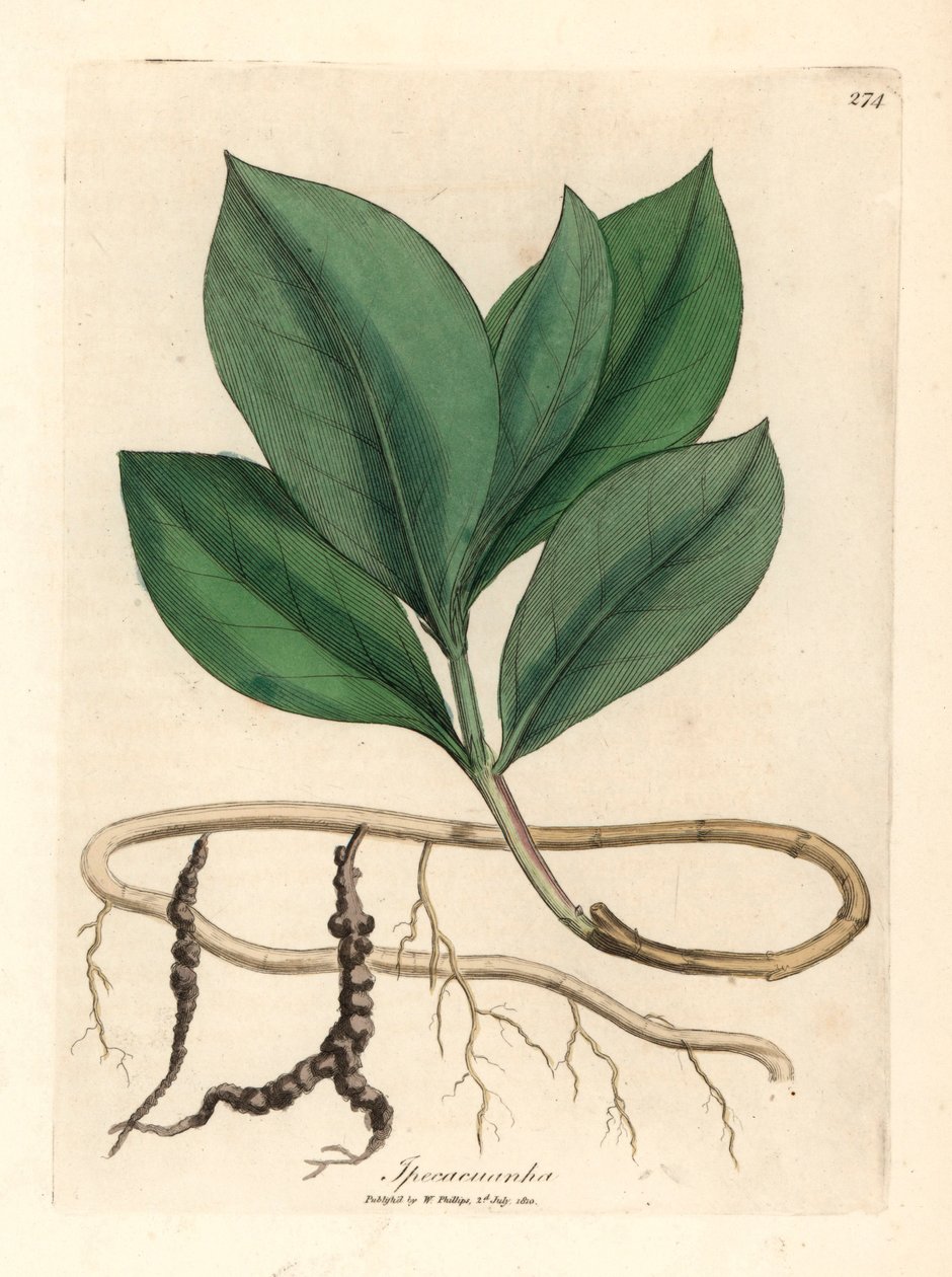 Ipecacuan, Ipecacuanha, William Woodville