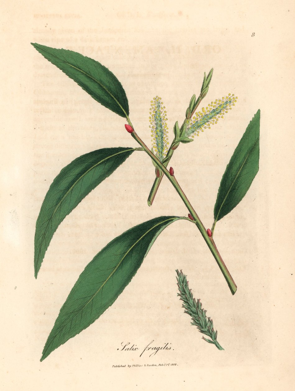 Kırık söğüt ağacının yaprakları ve kedicikleri, Salix fragilis, William Woodville
