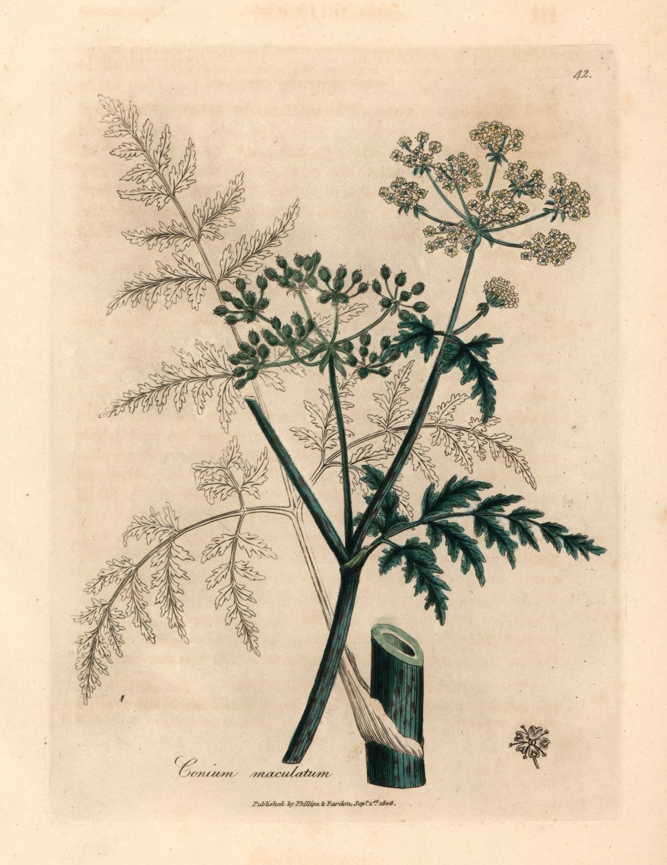 Baldıran otu yaprakları ve çiçekleri, Conium maculatum, William Woodville