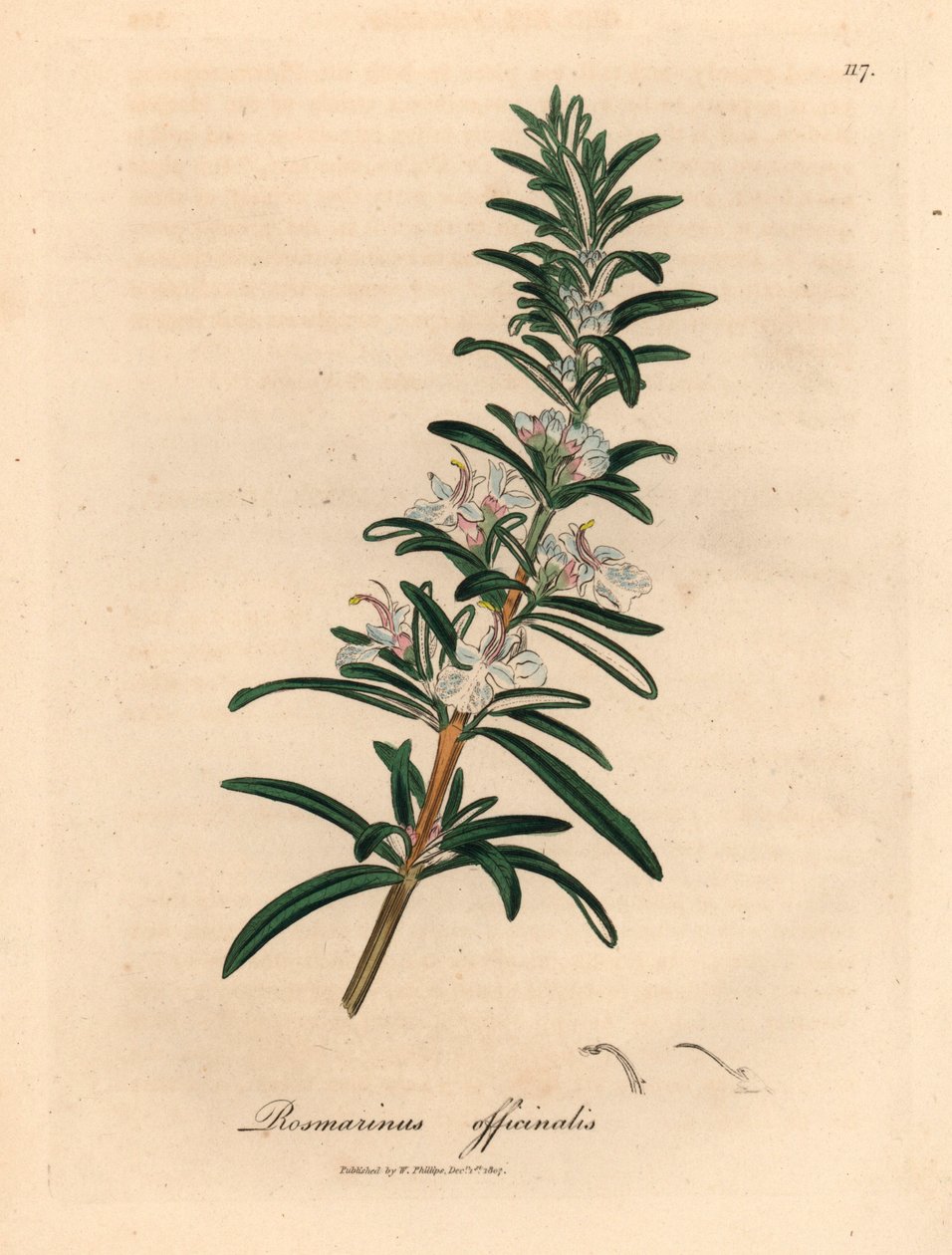 Açık mavi çiçekli biberiye, Rosmarinus officinalis, William Woodville