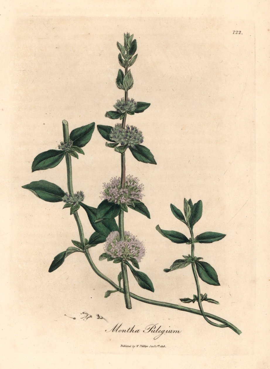 Leylak çiçekli pennyroyal nane, Mentha pulegium, William Woodville
