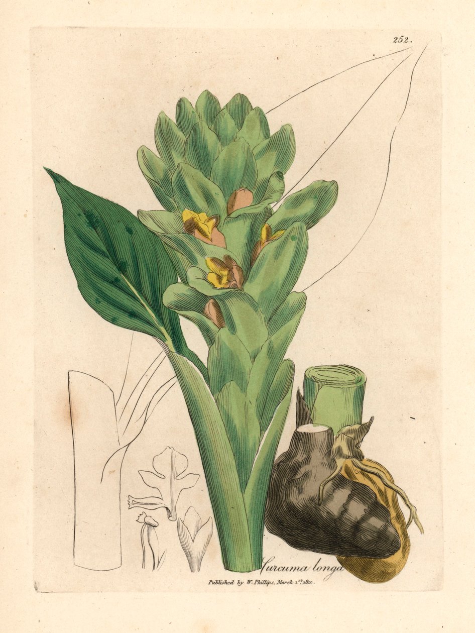 Uzun köklü zerdeçal, Curcuma longa, William Woodville