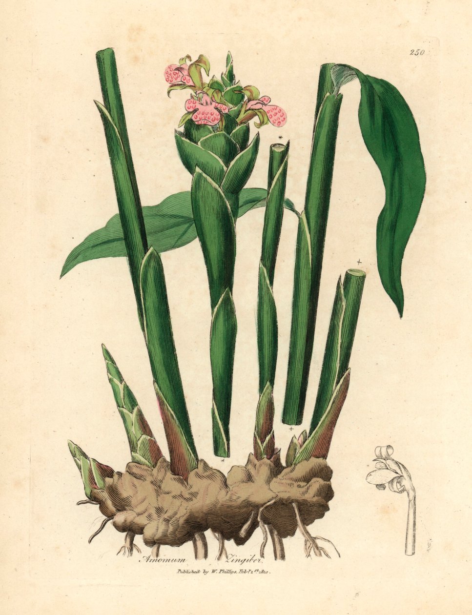 Dar yapraklı zencefil, Zingiber officinale, William Woodville