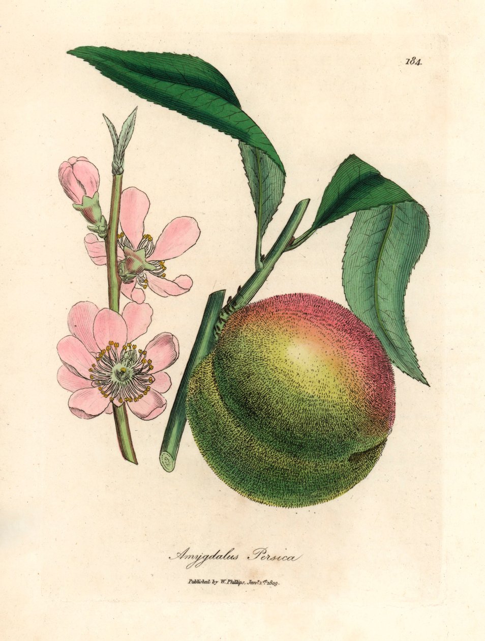 Olgun meyveli ve pembe çiçekli şeftali ağacı, Amygdalus persica, William Woodville