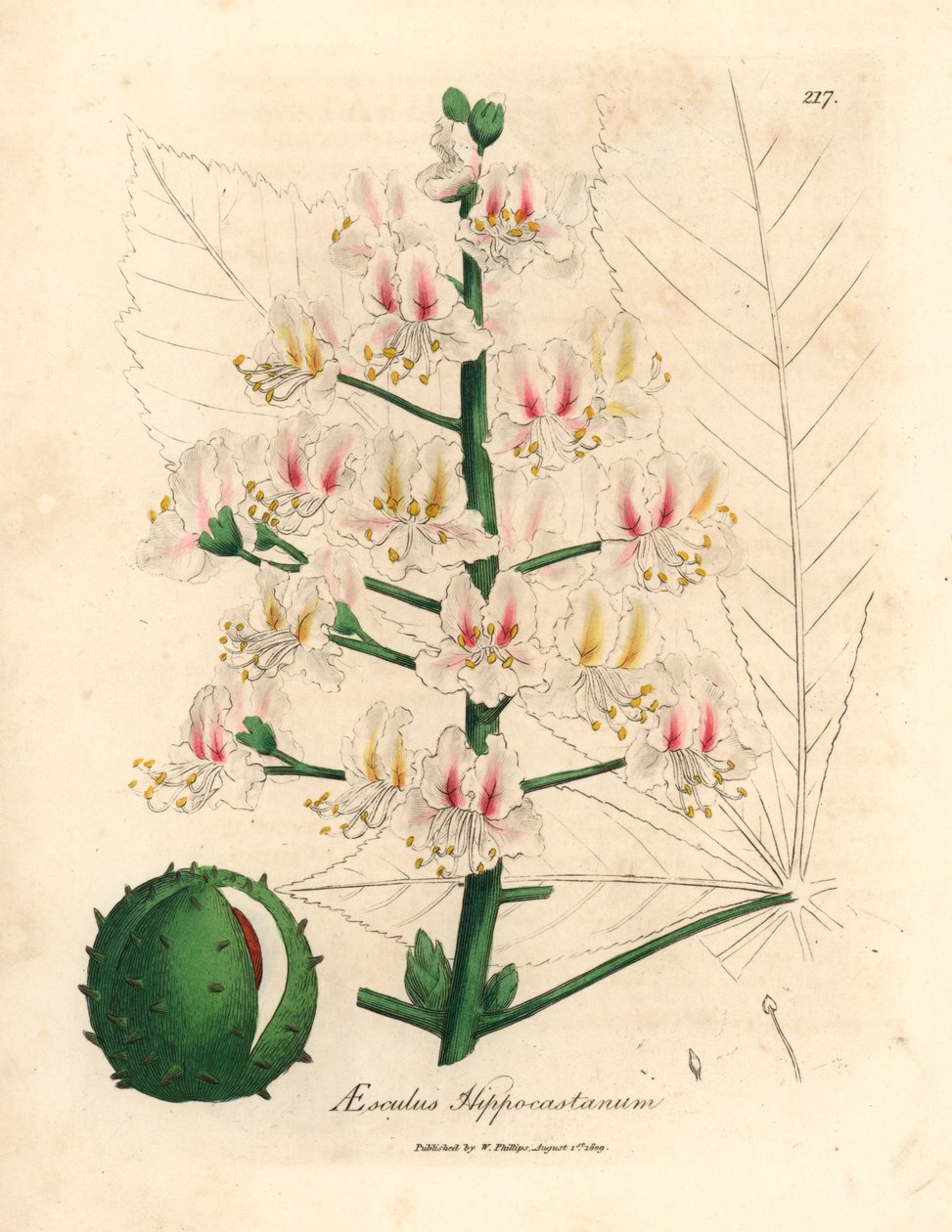 At kestanesi ağacının pembe çiçeği ve meyvesi, Aesculus hippocastanum, William Woodville