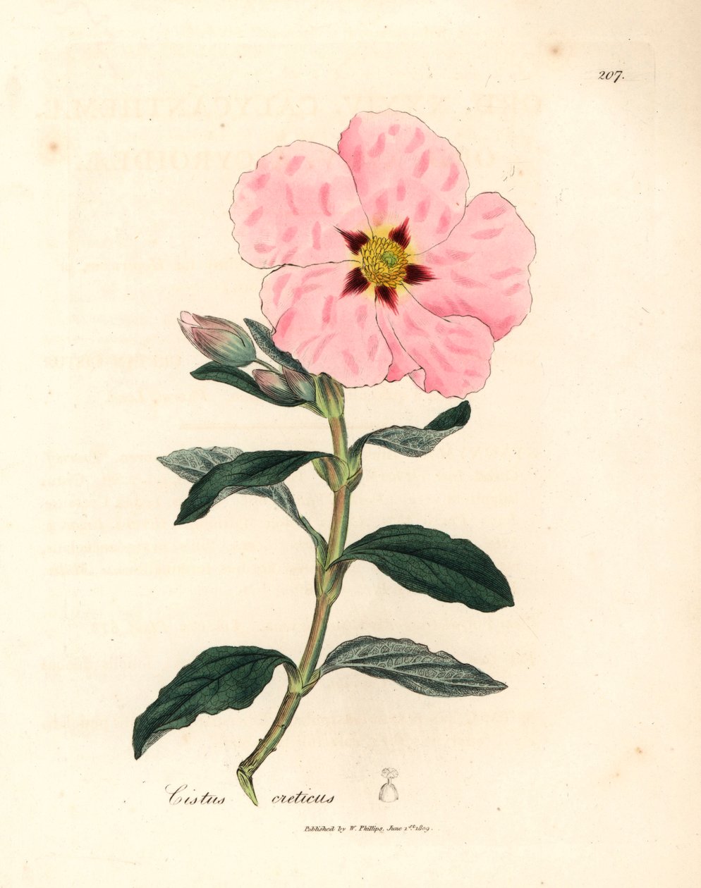 Pembe çiçekli Girit cistus, Cistus creticus, William Woodville