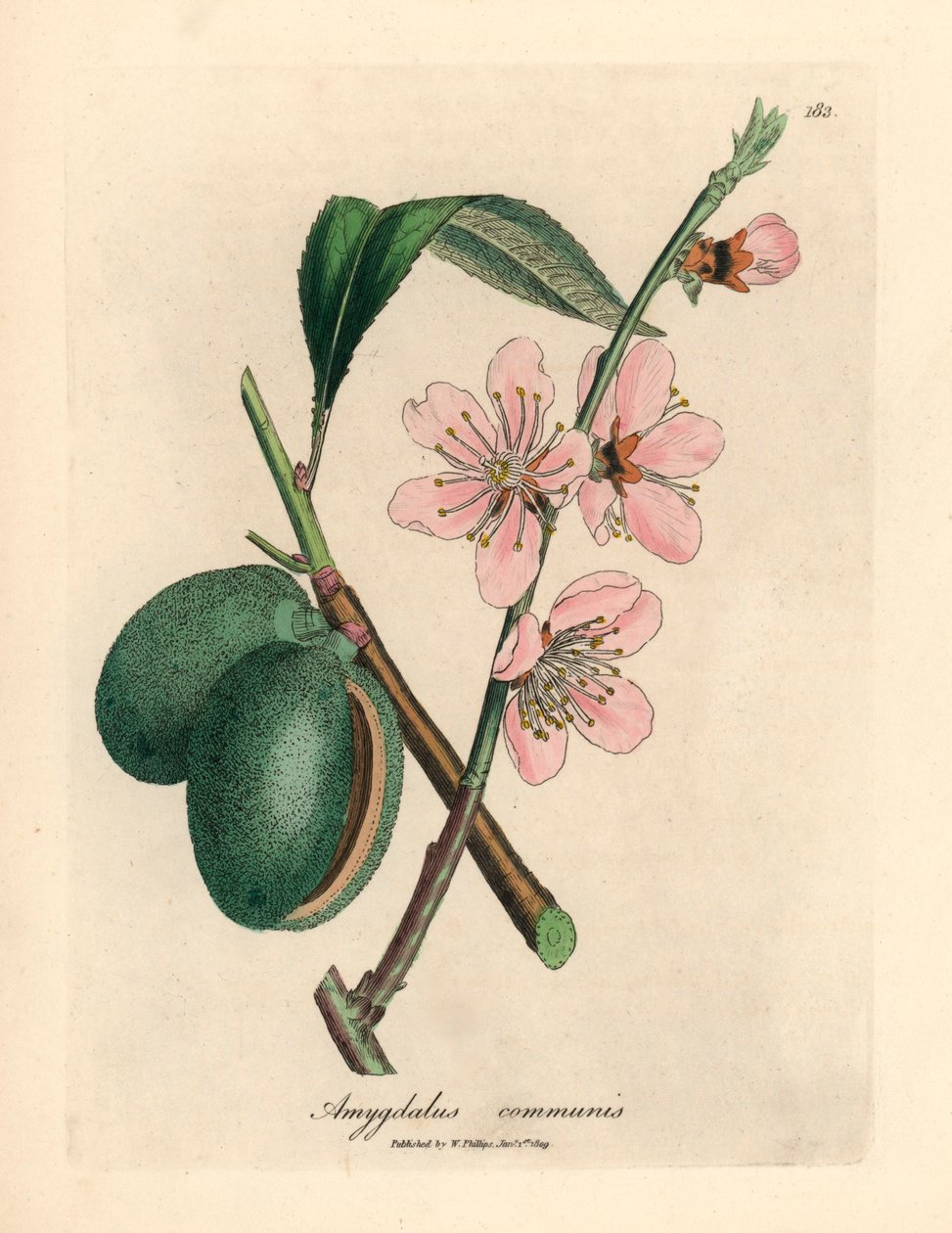 Pembe çiçekli badem ağacı, Amygdalus communis, William Woodville