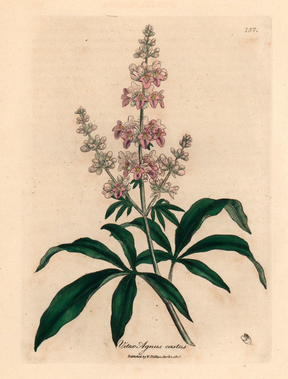 Pembe çiçekli iffetli ağaç, Vitex agnus castus, William Woodville