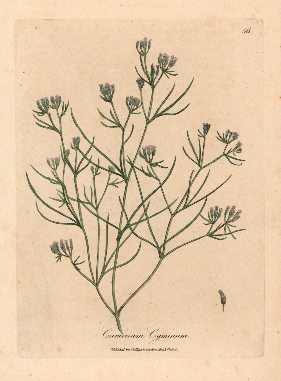 Pembe çiçekli kimyon, Cuminum cyminum, William Woodville