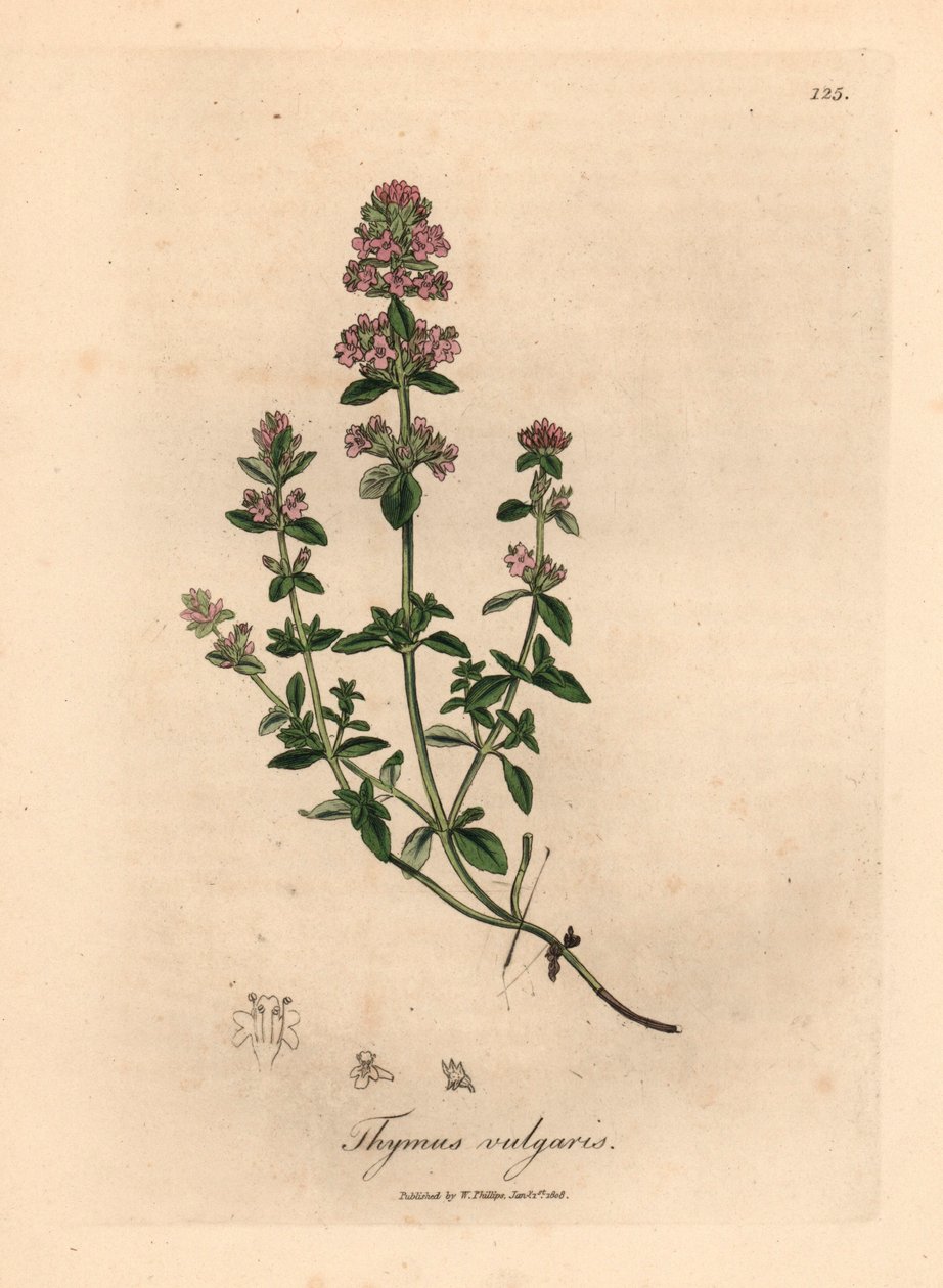 Pembe çiçekli bahçe kekiği, Thymus vulgaris, William Woodville