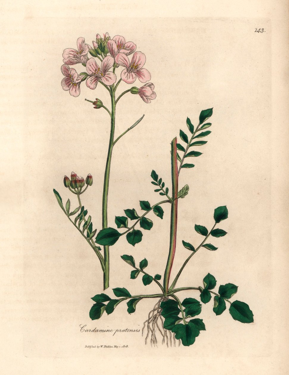Pembe çiçekli bayan önlüğü veya guguk çiçeği, Cardamine pratensis, William Woodville