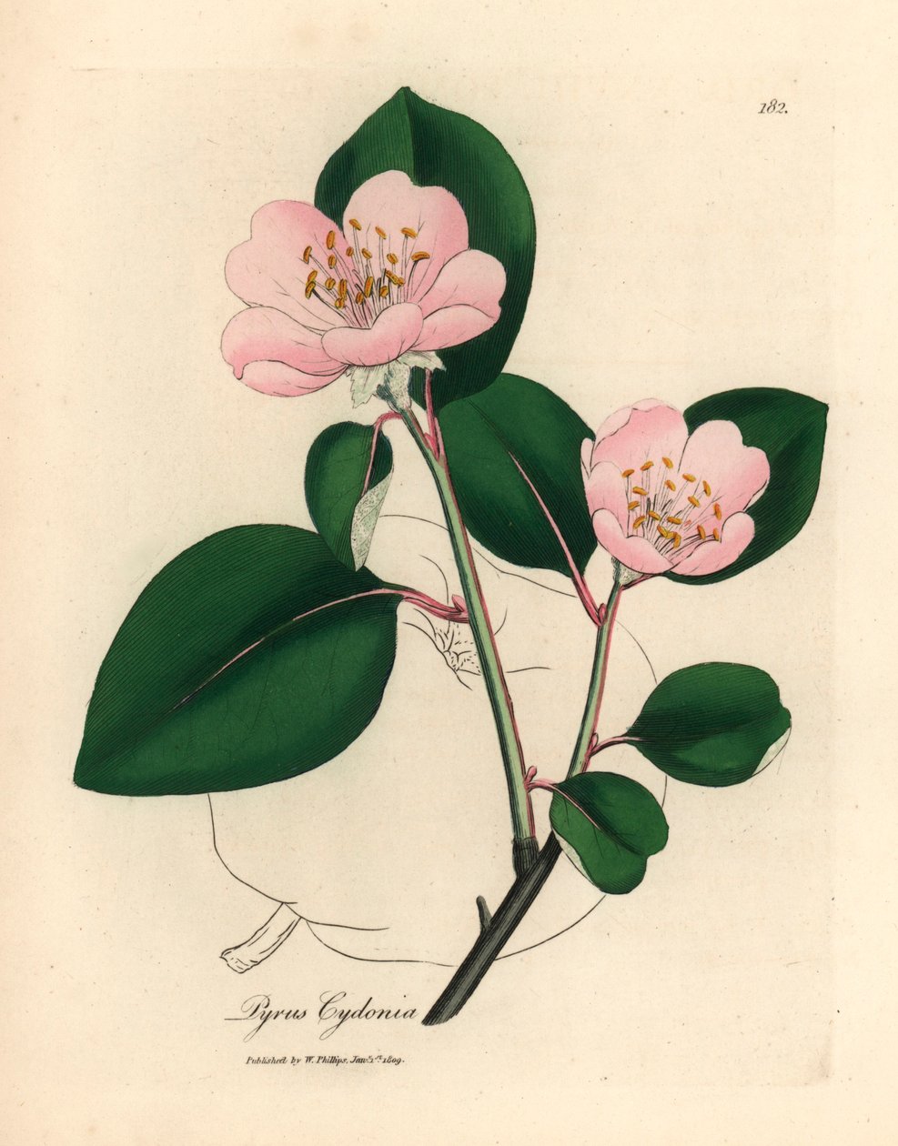 Pembe çiçekli ayva ağacı, Pyrus cydonia, William Woodville
