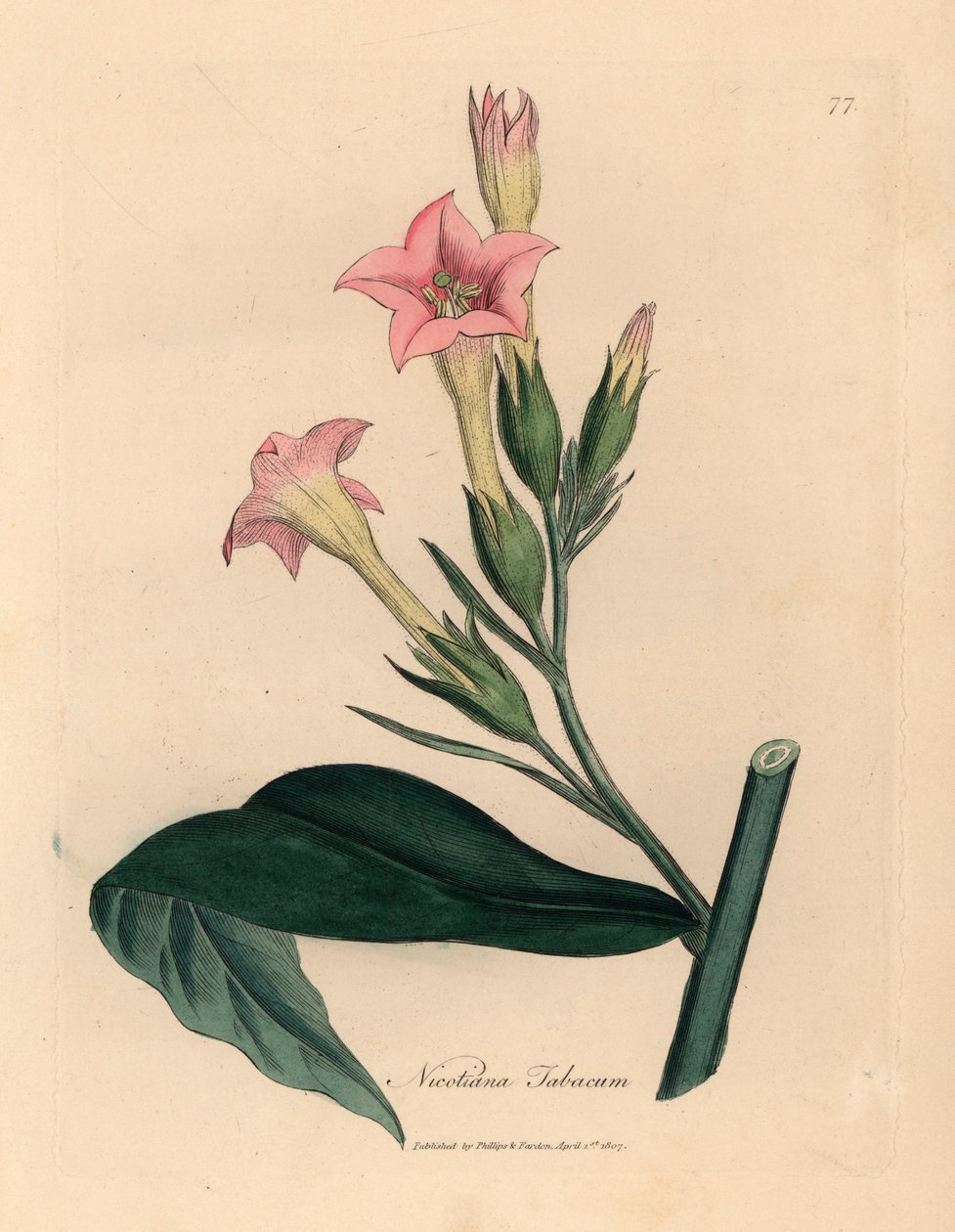 Pembe çiçekli tütün bitkisi, Nicotiana tabacum, William Woodville
