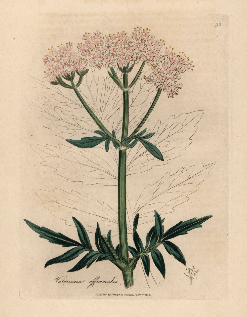 Pembe çiçekli kediotu, Valeriana officinalis, William Woodville