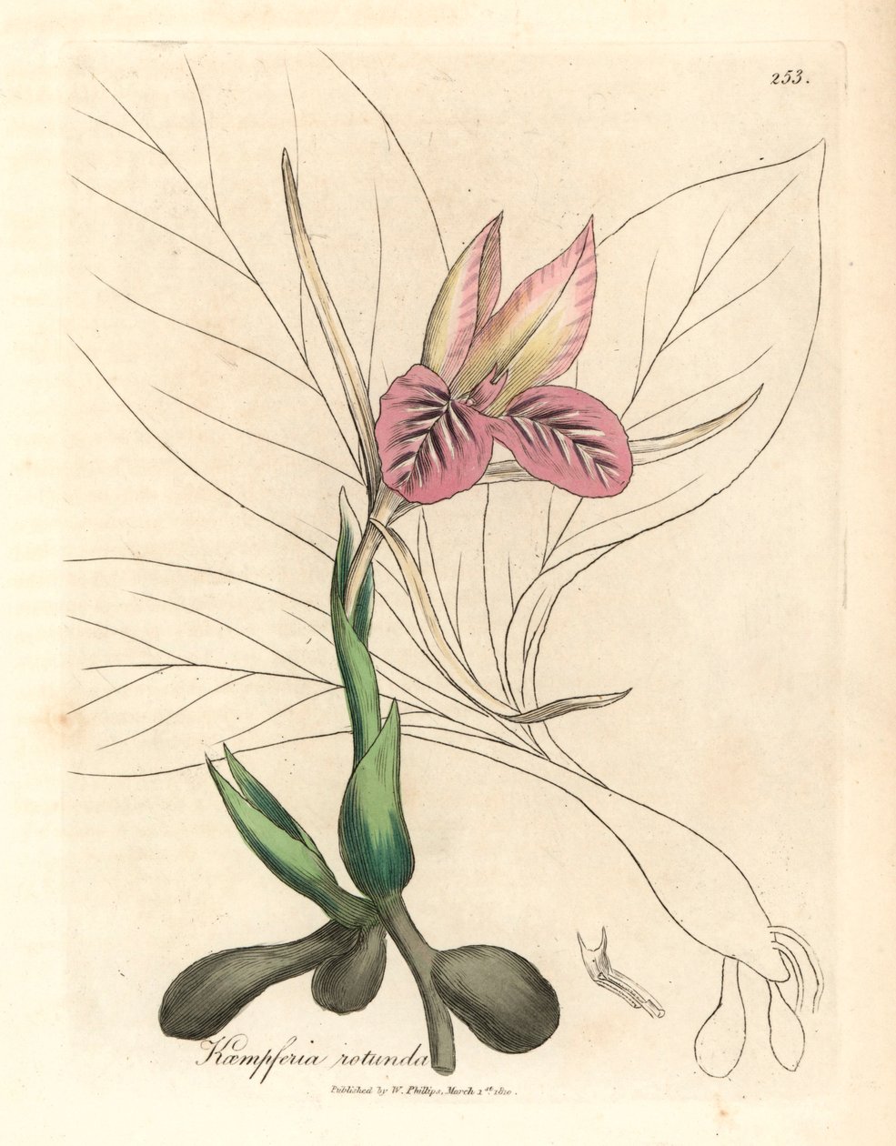 Pembe çiçekli zedoary, Kaempferia rotunda, William Woodville