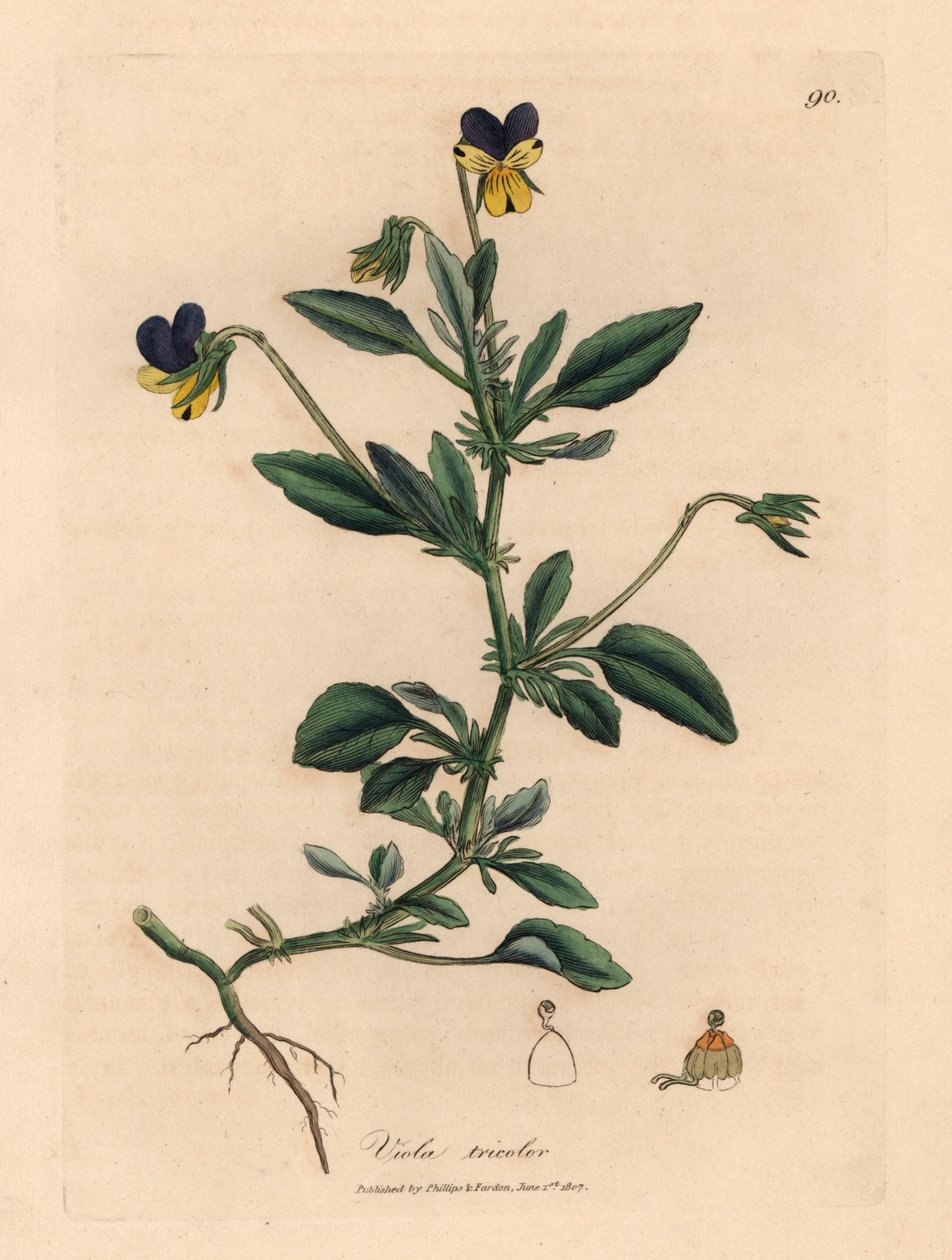 Mor ve sarı hercai menekşe, Viola üç renkli, William Woodville