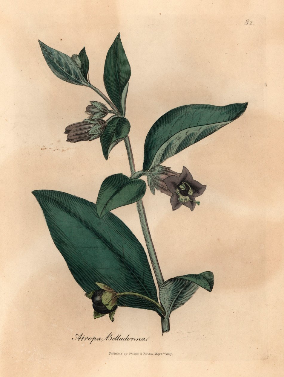 Mor çiçekli ölümcül itüzümü, Atropa belladonna, William Woodville