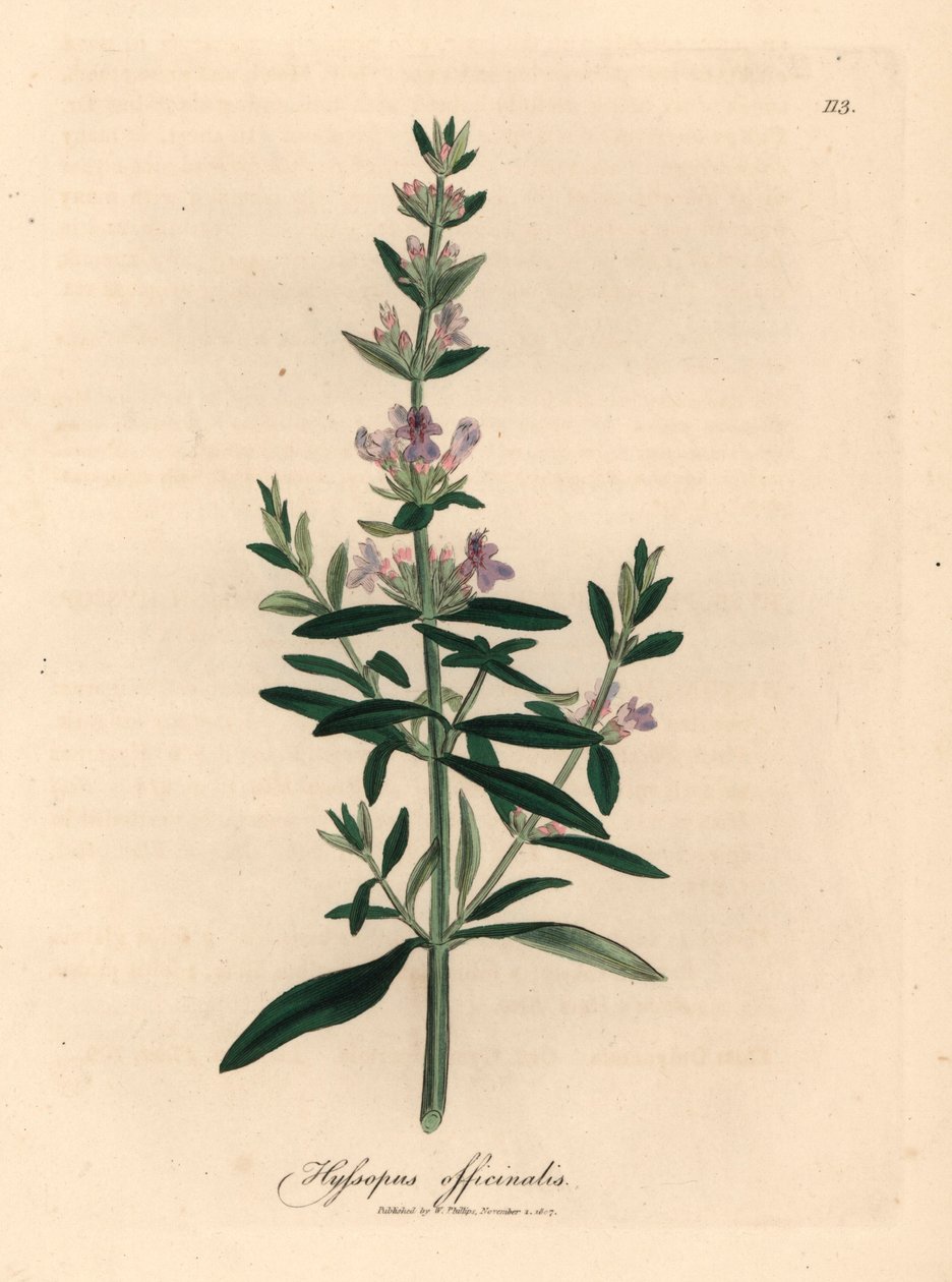 Mor çiçekli çördük, Hyssopus officinalis, William Woodville