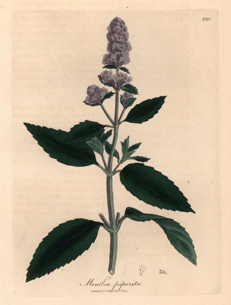 Mor çiçekli nane, Mentha piperita, William Woodville